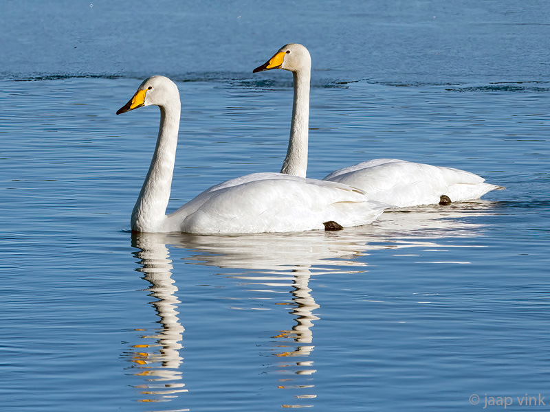Whooper Swan - Wilde Zwaan - Cygnus cygnus
