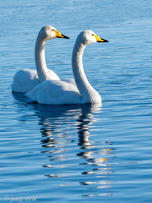 Whooper Swan - Wilde Zwaan - Cygnus cygnus