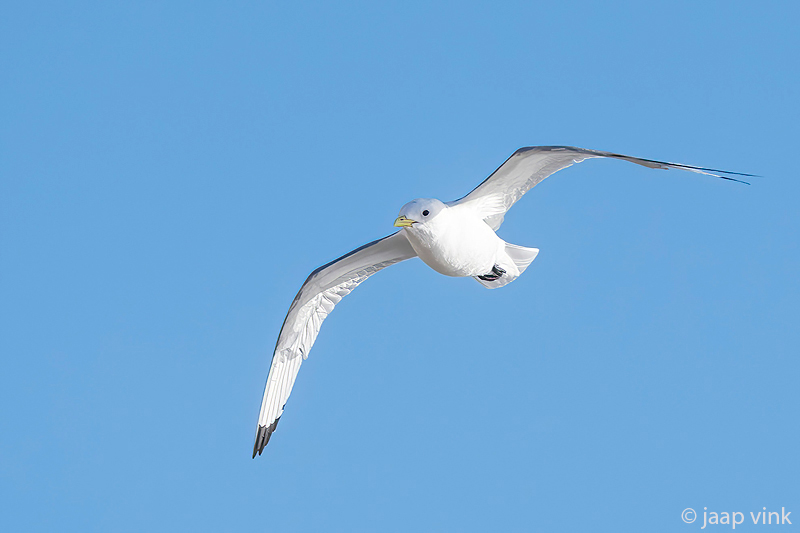 Black-legged Kittiwake - Drieteenmeeuw - Rissa tridactyla