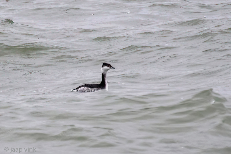 Horned Grebe - Kuifduiker - Podiceps auritus
