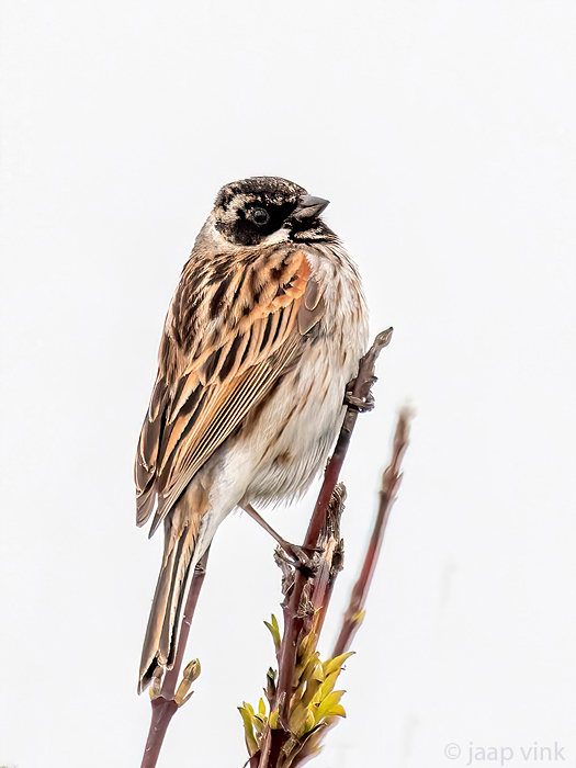 Common Reed Bunting - Rietgors - Emberiza schoeniclus