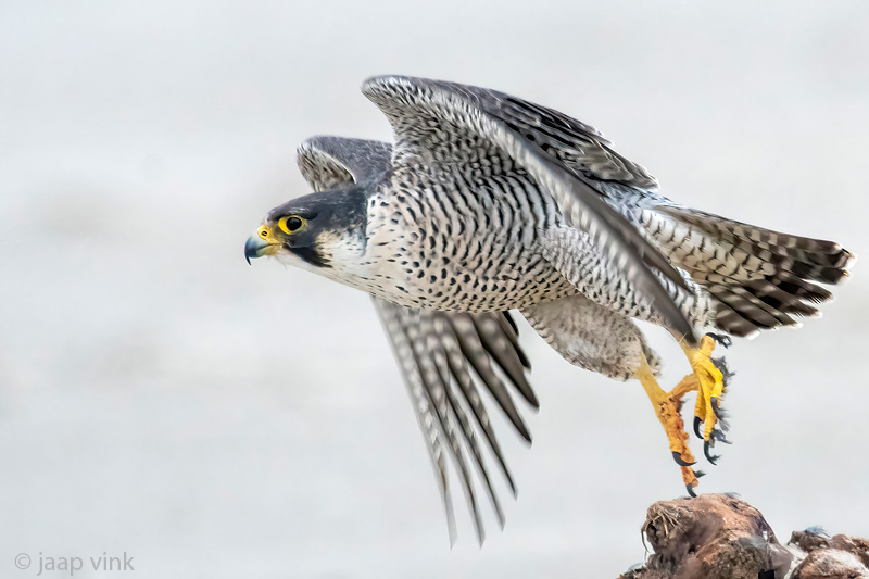 Peregrine - Slechtvalk - Falco peregrinus
