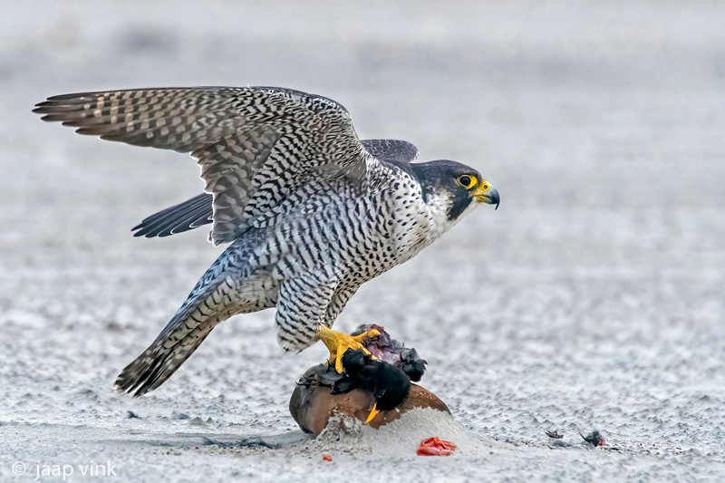 Peregrine - Slechtvalk - Falco peregrinus