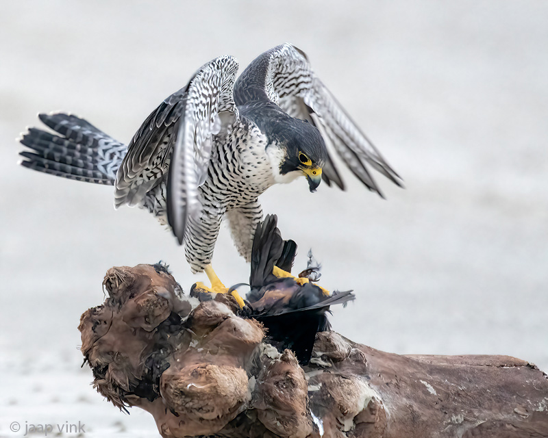 Peregrine - Slechtvalk - Falco peregrinus