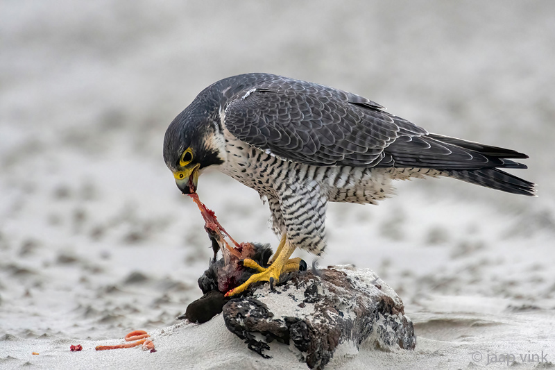 Peregrine - Slechtvalk - Falco peregrinus