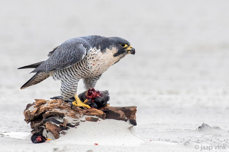 Peregrine - Slechtvalk - Falco peregrinus