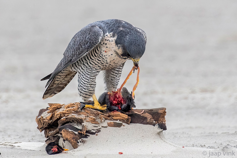 Peregrine - Slechtvalk - Falco peregrinus