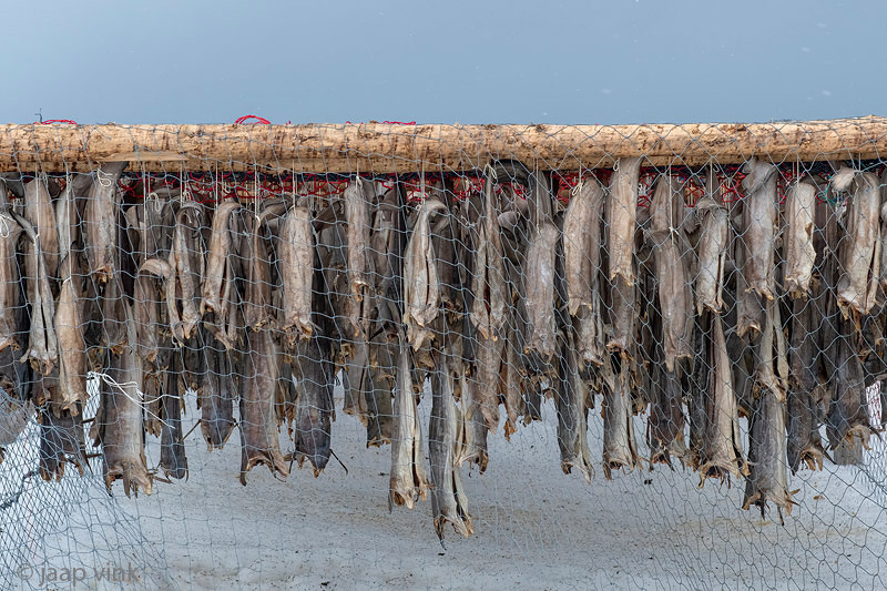 Stockfish - Stokvis