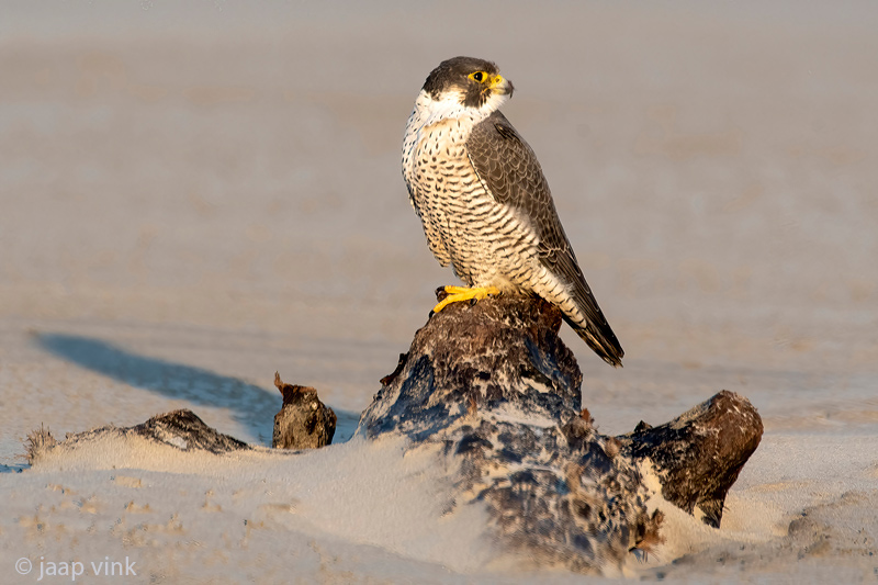 Peregrine - Slechtvalk - Falco peregrinus