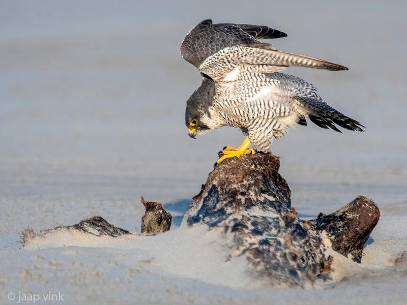 Peregrine - Slechtvalk - Falco peregrinus