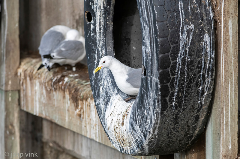 Black-legged Kittiwake - Drieteenmeeuw - Rissa tridactyla