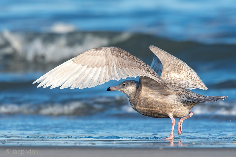 Glaucous Gull - Grote Burgemeester - Larus hyperboreus