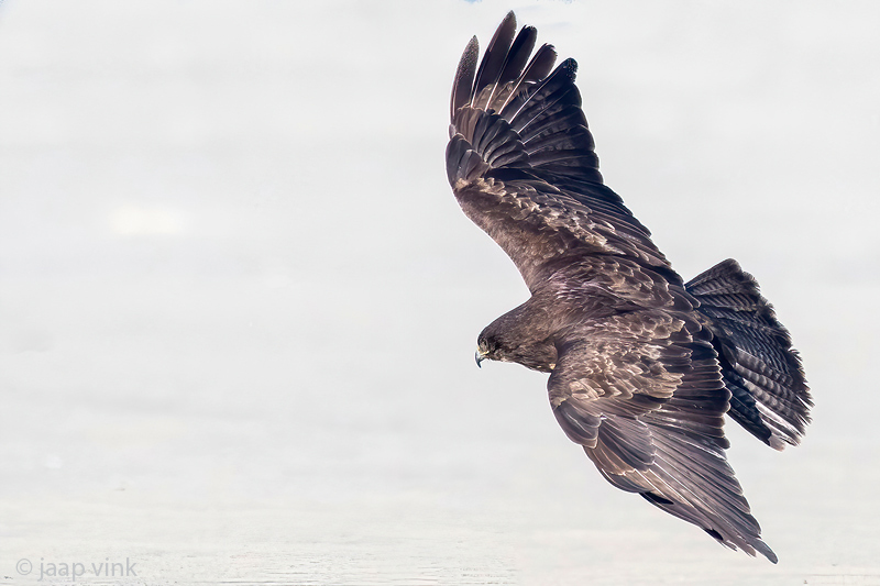 Common Buzzard - Buizerd - Buteo buteo