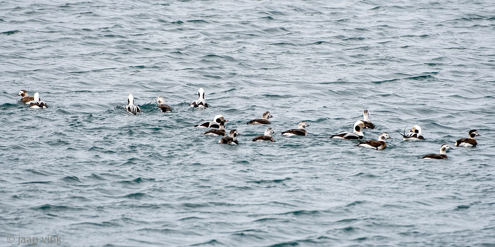 Long-tailed Duck - IJseend - Clangula hyemalis