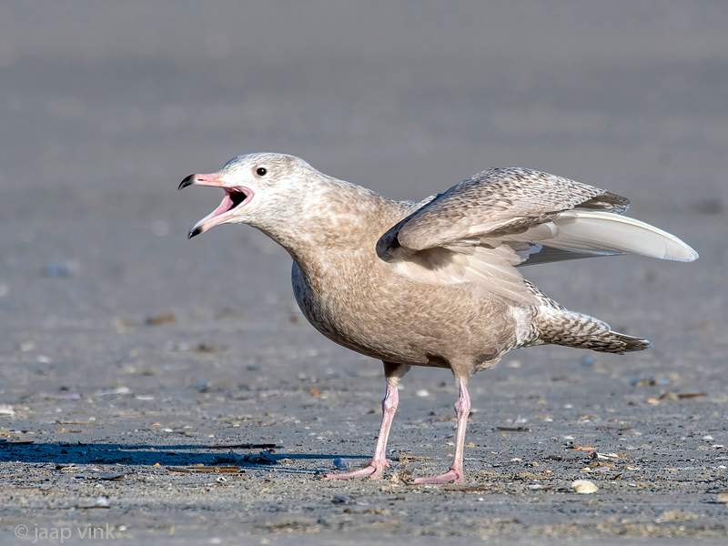Glaucous Gull - Grote Burgemeester - Larus hyperboreus
