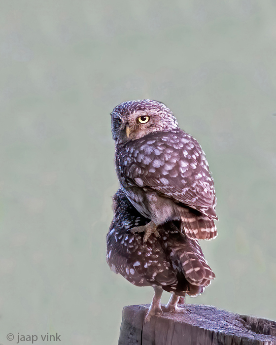 Little Owl - Steenuil - Athene noctua