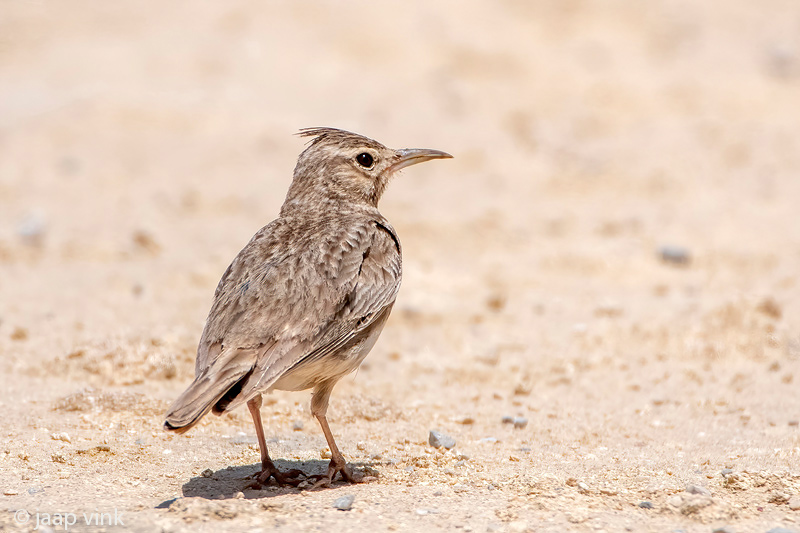 Crested Lark - Kuifleeuwerik - Galerida cristata