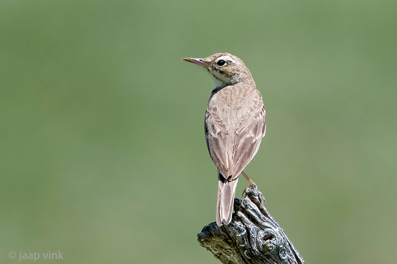 Tawny Pipit - Duinpieper - Anthus campestris