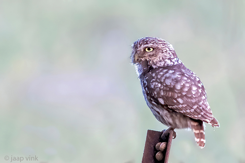 Little Owl - Steenuil - Athene noctua