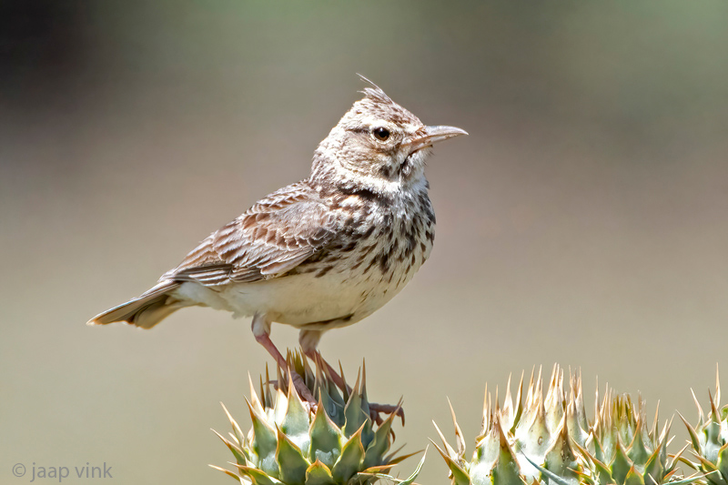 Theklas Lark - Theklaleeuwerik - Galerida theklae