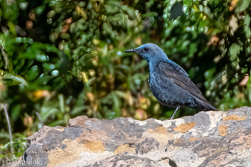 Blue Rock Thrush - Blauwe Rotslijster - Monticola solitarius