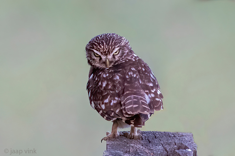 Little Owl - Steenuil - Athene noctua