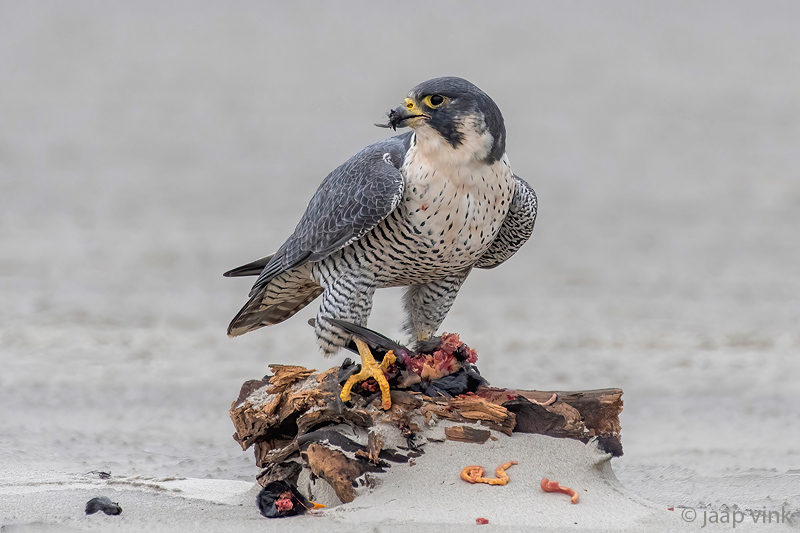 Peregrine - Slechtvalk - Falco peregrinus