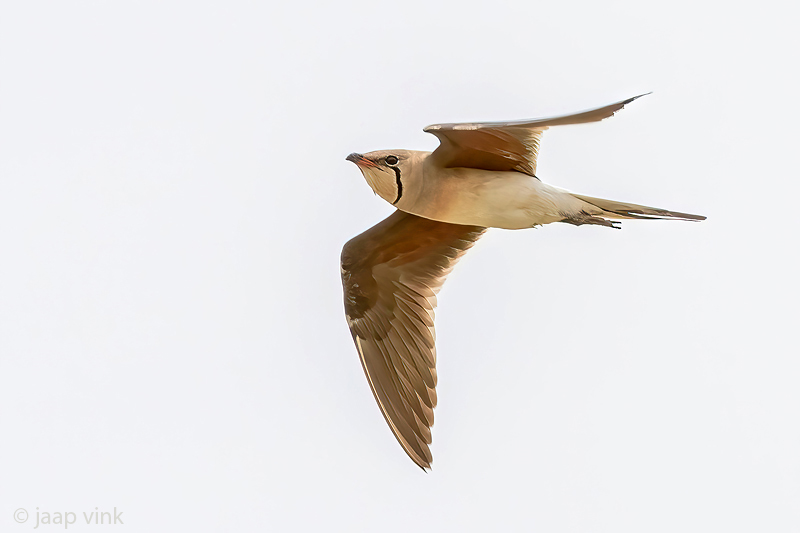 Collared Pratincole - Vorkstaartplevier - Glareola pratincola