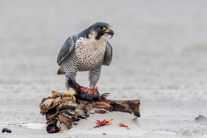 Peregrine - Slechtvalk - Falco peregrinus