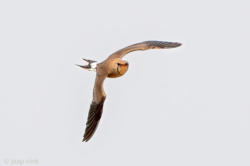 Collared Pratincole - Vorkstaartplevier - Glareola pratincola