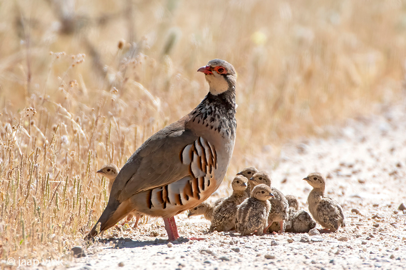Red-legged Partridge - Rode Patrijs - Alectoris rufa