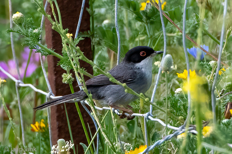 Sardinian Warbler - Kleine Zwartkop - Curruca melanocephala