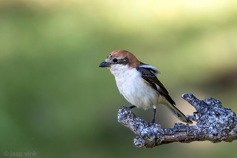 Woodchat Shrike - Roodkopklauwier - Lanius senator