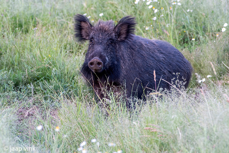 Wild Boar - Wild Zwijn - Sus scrofa