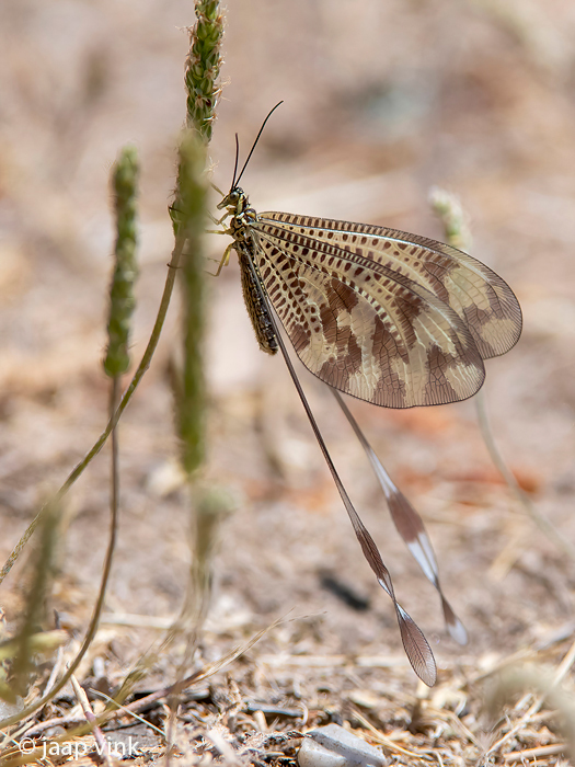 Nemoptera bipennis - Spaanse Wimpelstaart