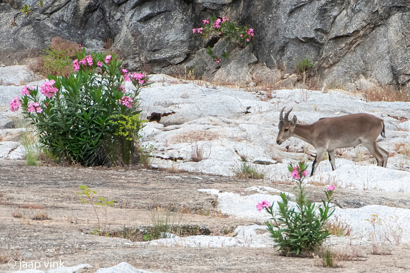 Iberian Ibex - Spaanse Steenbok - Capra pyrenaica hispanica