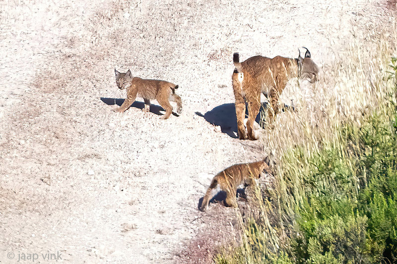 Iberian Lynx - Iberische Lynx - Lynx pardinus