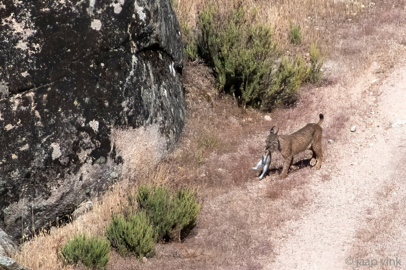 Iberian Lynx - Iberische Lynx - Lynx pardinus