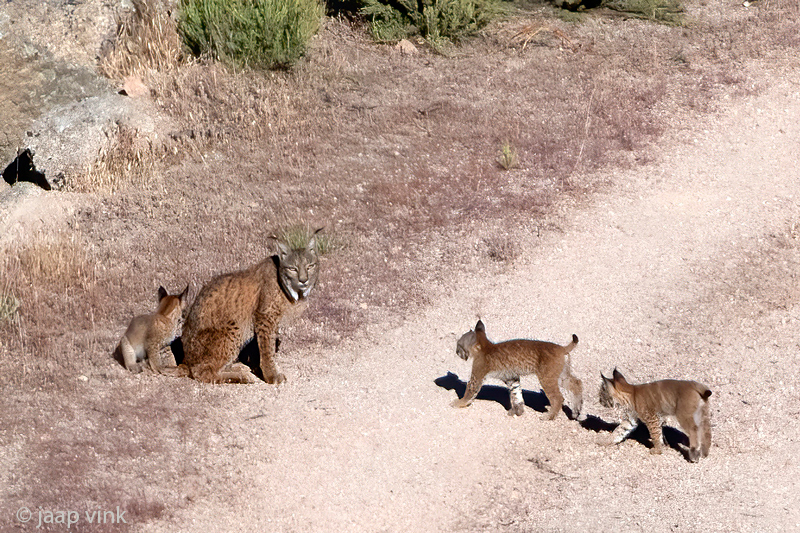 Iberian Lynx - Iberische Lynx - Lynx pardinus