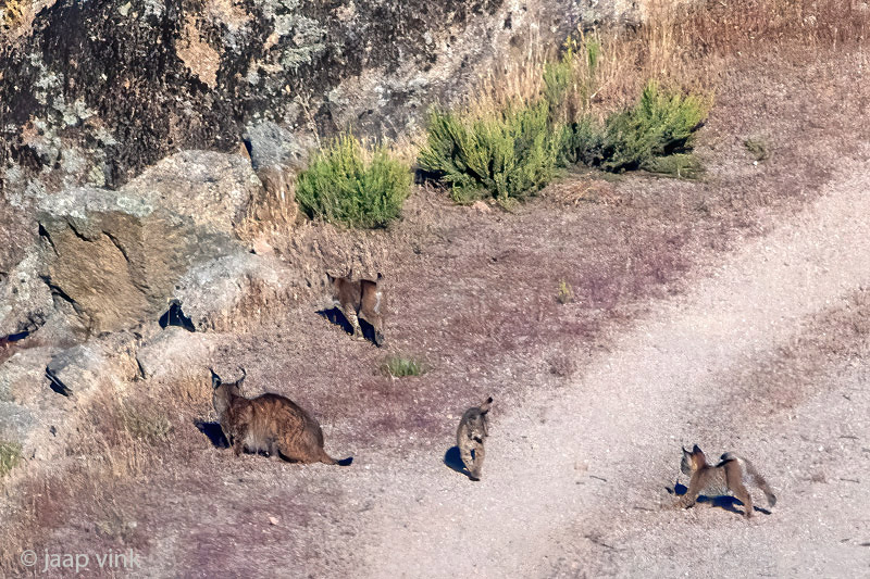 Iberian Lynx - Iberische Lynx - Lynx pardinus