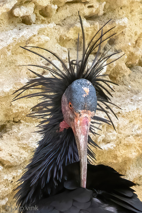 Northern Bald Ibis - Heremietibis - Geronticus eremita