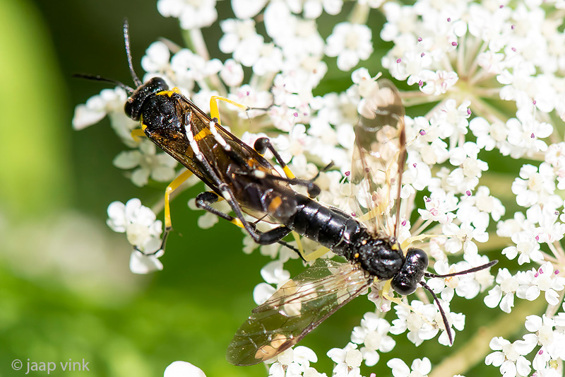 Tenthredinidae - Bladwesp - Macrophya montana