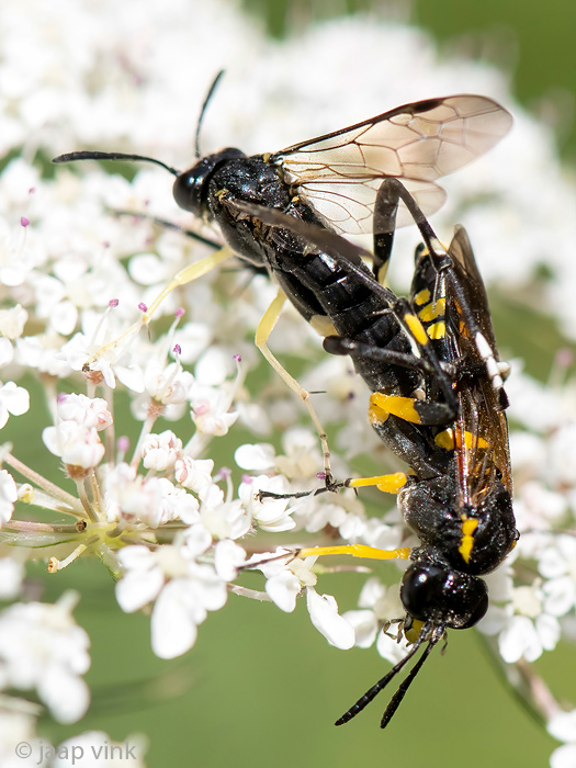 Tenthredinidae - Bladwesp - Macrophya montana