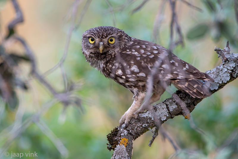 Little Owl - Steenuil - Athene noctua