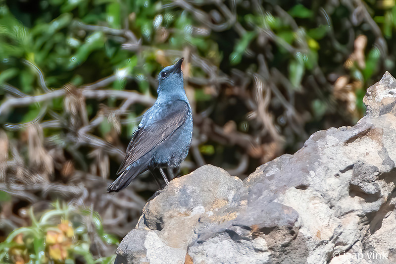 Blue Rock Thrush - Blauwe Rotslijster - Monticola solitarius