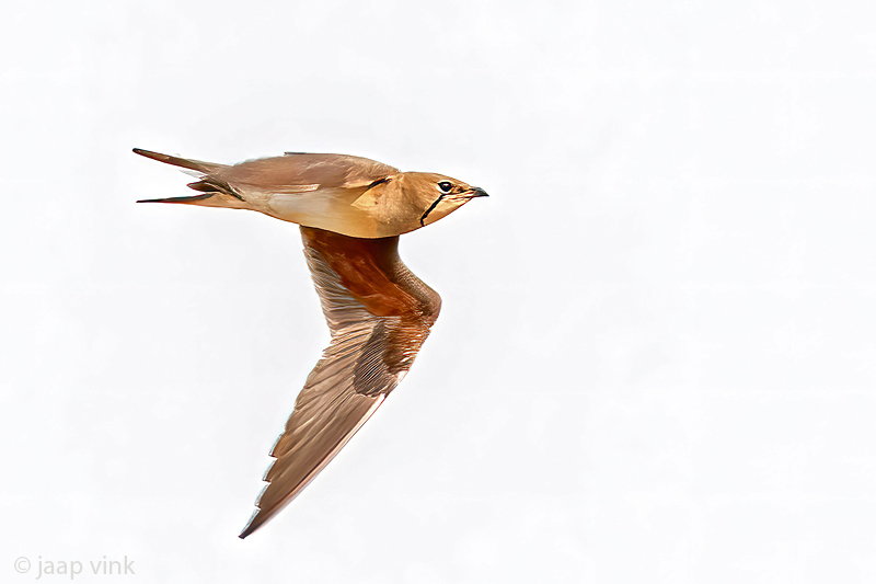 Collared Pratincole - Vorkstaartplevier - Glareola pratincola