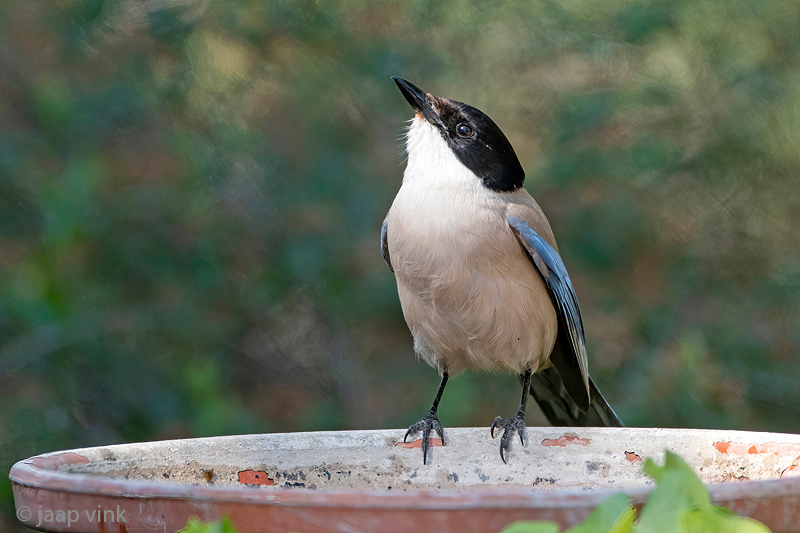 Iberian Magpie - Blauwe Ekster - Cyanopica cyanus