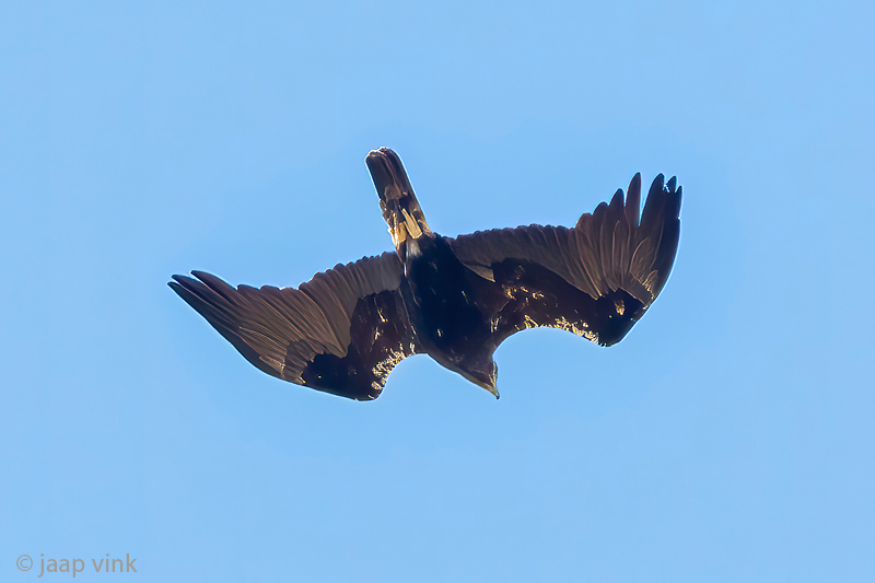 Spanish Imperial Eagle - Spaanse Keizerarend - Aquila adalberti