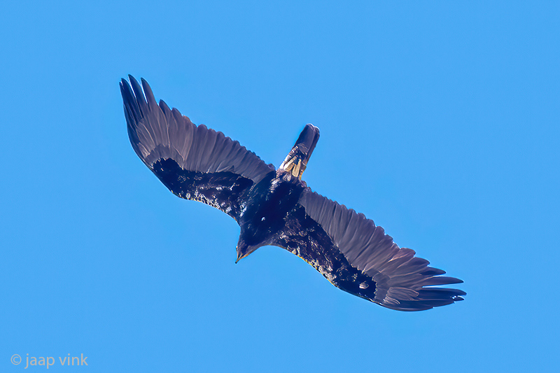 Spanish Imperial Eagle - Spaanse Keizerarend - Aquila adalberti