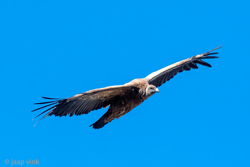 Griffon Vulture - Vale Gier - Gyps fulvus